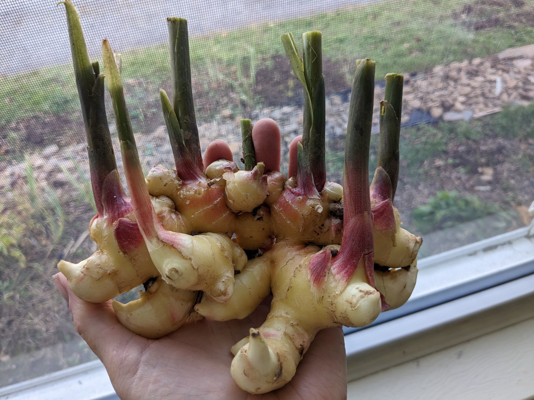 Baby Ginger Harvest